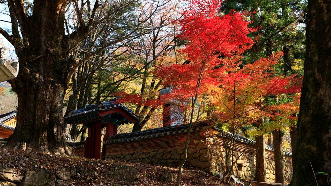 韓国地方旅行、韓国国立公園、智異山、周王山、雪岳山、韓国秋、韓国紅葉